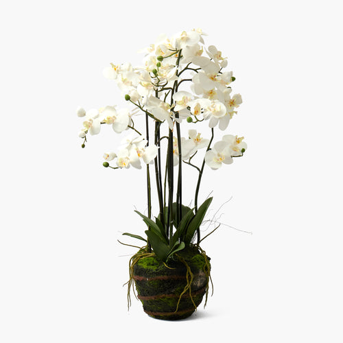 Faux Orchid in Soil - 110cm